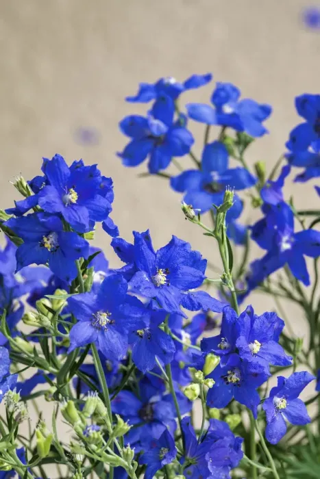 Framed Print : Blue Delphinium, USA