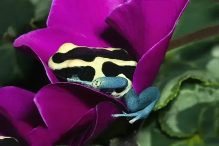 Framed Print : Blue Dyeing Dart Frog (Dendrobates tinctorius patricia), native to Surinam Framed Print : Blue Dyeing Dart Frog (Dendrobates tinctorius patricia), native to Surinam