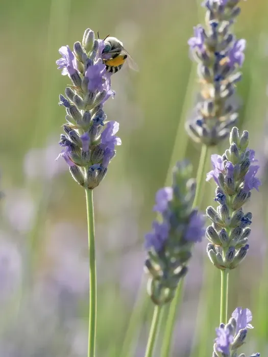 Framed Print : Blue-eyed, digger, long-horned bee on lavender flowers, New Mexico Framed Print : Blue-eyed, digger, long-horned bee on lavender flowers, New Mexico