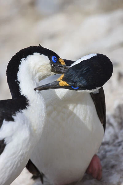 Blue-eyed shag family, Paulet Island, Antarctica