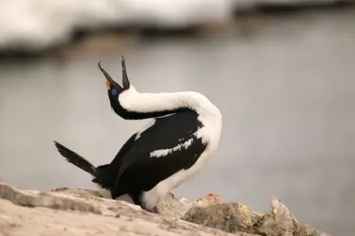 Framed Print : Blue-Eyed Shag in nesting colony Petermann Island, Antarctica Penninsula - Mating