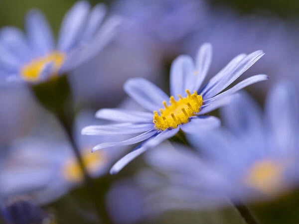 Blue felicia daisy in garden, Los Angeles, California
