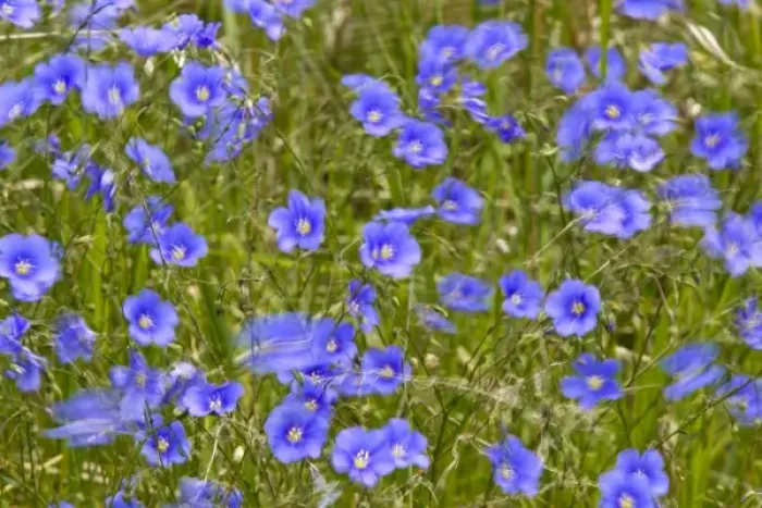 Framed Print : blue Flax in the wind in the Little Missouri National Grasslands, North Dakota, USA