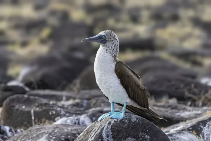 Framed Print : Blue-footed Boobie, Espanola Island, Galapagos Islands, Ecuador Framed Print : Blue-footed Boobie, Espanola Island, Galapagos Islands, Ecuador