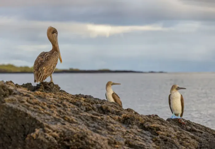 Framed Print : Blue-footed booby and brown pelican, Ecuador, Galapagos Islands, Santa Cruz Island