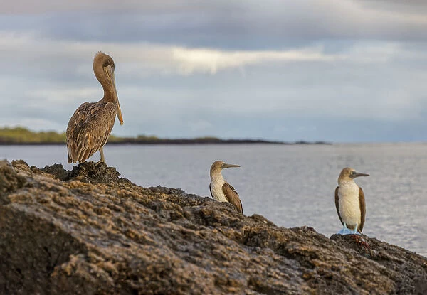 Blue-footed booby and brown pelican, Ecuador, Galapagos Islands, Santa Cruz Island