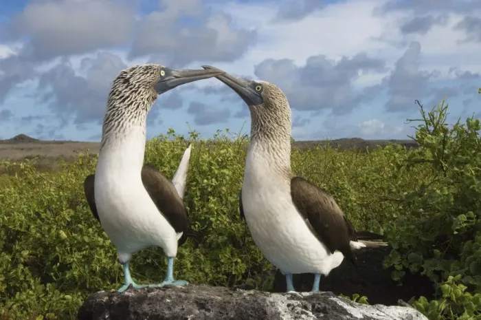 Framed Print : Blue-footed booby courtship (Sula nebouxii excisa) Punta Cevallos, Espaaa'ola Framed Print : Blue-footed booby courtship (Sula nebouxii excisa) Punta Cevallos, Espaaa'ola