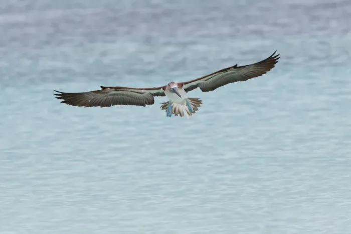 Framed Print : Blue-footed booby diving for fish, San Cristobal Island, Galapagos Islands, Ecuador Framed Print : Blue-footed booby diving for fish, San Cristobal Island, Galapagos Islands, Ecuador