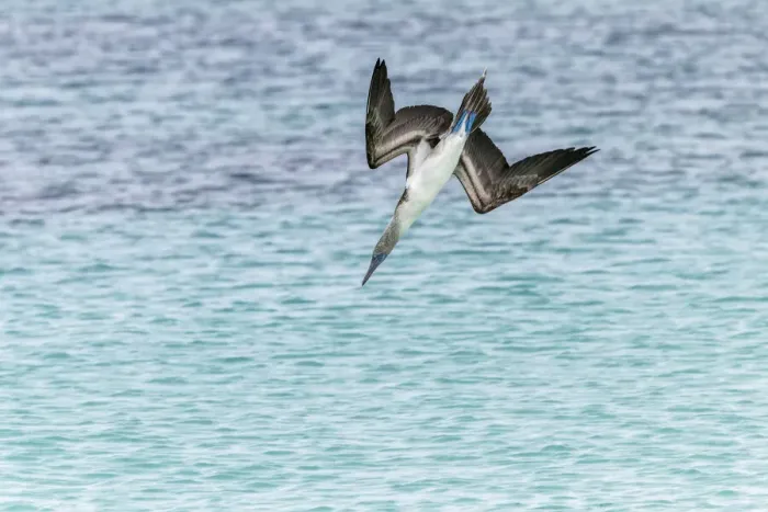 Framed Print : Blue-footed booby diving for fish, San Cristobal Island, Galapagos Islands, Ecuador Framed Print : Blue-footed booby diving for fish, San Cristobal Island, Galapagos Islands, Ecuador