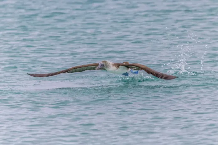 Framed Print : Blue-footed booby diving for fish, San Cristobal Island, Galapagos Islands, Ecuador