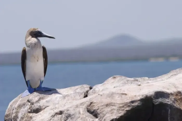Framed Print : Blue-footed booby, Laz Plazas, Galapagos Islands, Ecuador