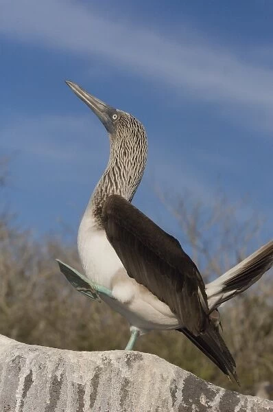 Blue-footed booby (Sula nebouxii excisa) Punta Cevallos, Espanola or Hood Island Island