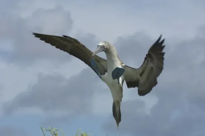 Framed Print : Blue-footed booby (Sula nebouxii excisa), Punta Cevallos, EspaAnola or Hood Island
