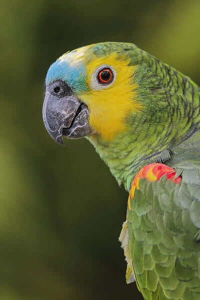 Blue fronted Amazon parrot, native to South America