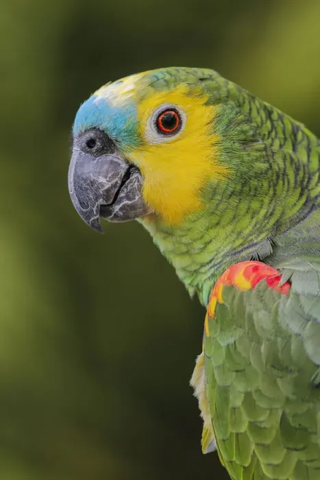 Framed Print : Blue fronted Amazon parrot, native to South America
