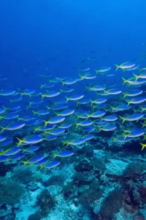 Framed Print : Blue-Gold Fusiliers (Caesio teres). Indonesia, Raja Ampat region of Papua (formerly Framed Print : Blue-Gold Fusiliers (Caesio teres). Indonesia, Raja Ampat region of Papua (formerly