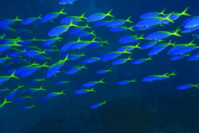 Framed Print : Blue-Gold Fusiliers (Caesio teres), Vibrant & Colorful, healthy Coral Reef, Bligh Water
