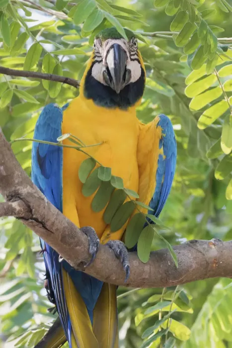 Framed Print : Blue and Gold Macaw