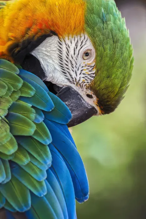 Framed Print : Blue and gold macaw Framed Print : Blue and gold macaw