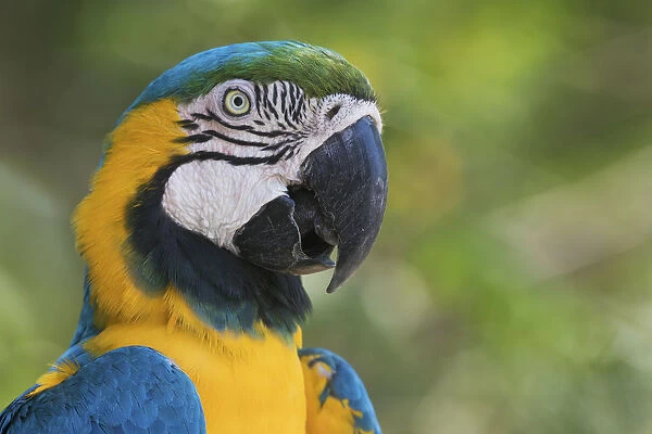 Blue and gold macaw close-up