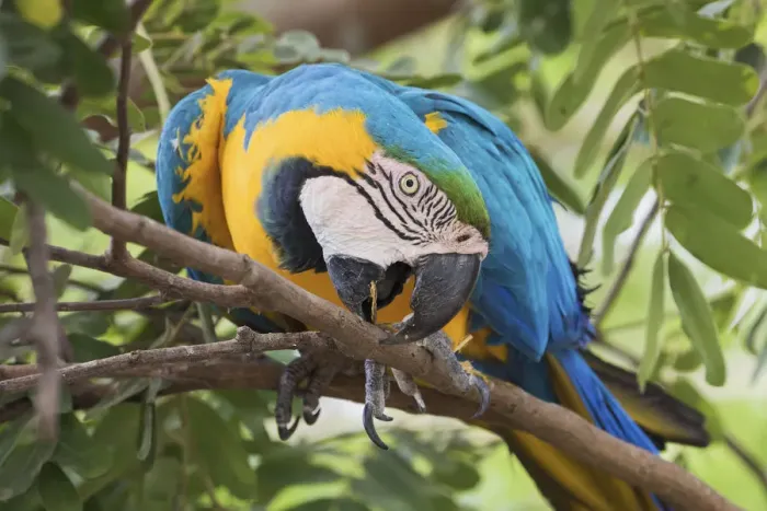 Framed Print : Blue and Gold Macaw pruning tree branch