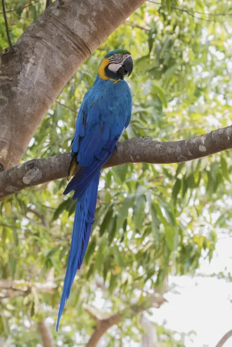 Framed Print : Blue and Gold Macaw, roosting in the shade Framed Print : Blue and Gold Macaw, roosting in the shade