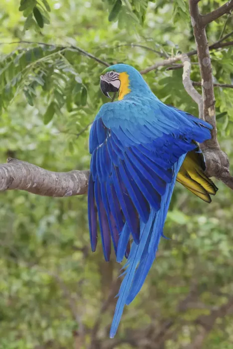 Framed Print : Blue and Gold Macaw stretching wing Framed Print : Blue and Gold Macaw stretching wing