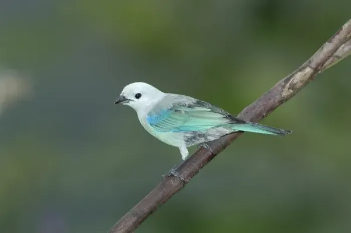 Framed Print : Blue-gray Tanager, Rancho Naturalista, Cordillera Talamanca, Costa Rica