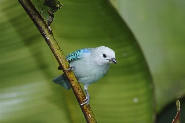 Blue-gray Tanager, Thraupis episcopus, adult perched on banana plant, Central Valley