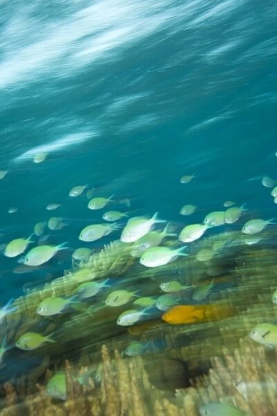 Blue-green Chromis fish, Scuba Diving at Tukang Besi  /  Wakatobi Archipelago Marine Preserve