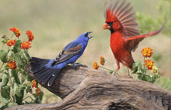 Blue grosbeak and male Northern cardinal fighting. Rio Grande Valley, Texas