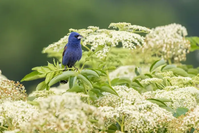 Framed Print : Blue grosbeak male perched on American black elderberry, Marion County, Illinois