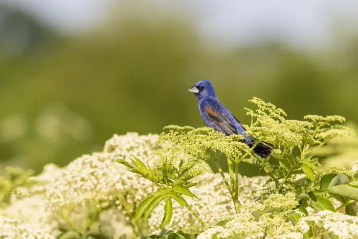 Framed Print : Blue grosbeak male perched on American black elderberry, Marion County, Illinois Framed Print : Blue grosbeak male perched on American black elderberry, Marion County, Illinois