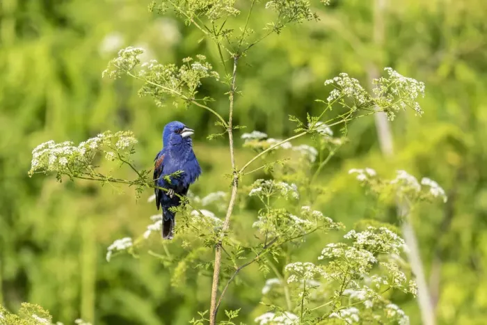 Framed Print : Blue grosbeak male perched on poison hemlock, Marion County, Illinois Framed Print : Blue grosbeak male perched on poison hemlock, Marion County, Illinois