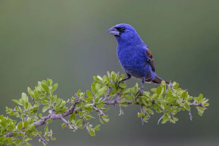 Framed Print : Blue grosbeak. Rio Grande Valley, Texas Framed Print : Blue grosbeak. Rio Grande Valley, Texas