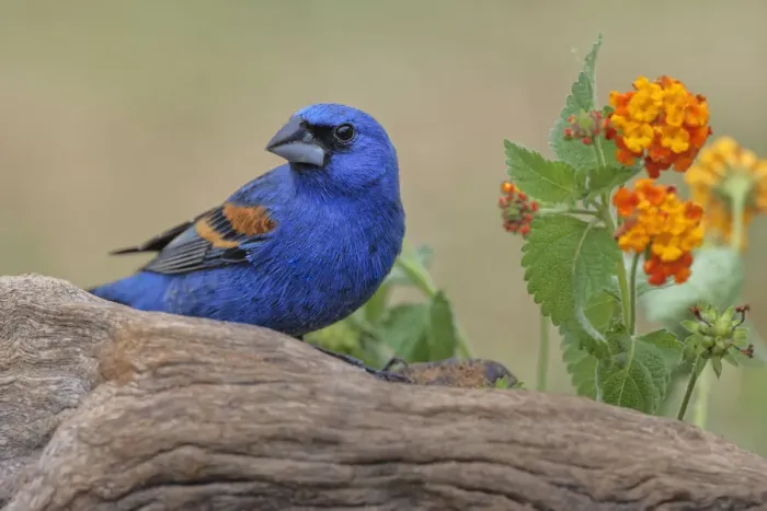 Framed Print : Blue grosbeak. Rio Grande Valley, Texas Framed Print : Blue grosbeak. Rio Grande Valley, Texas