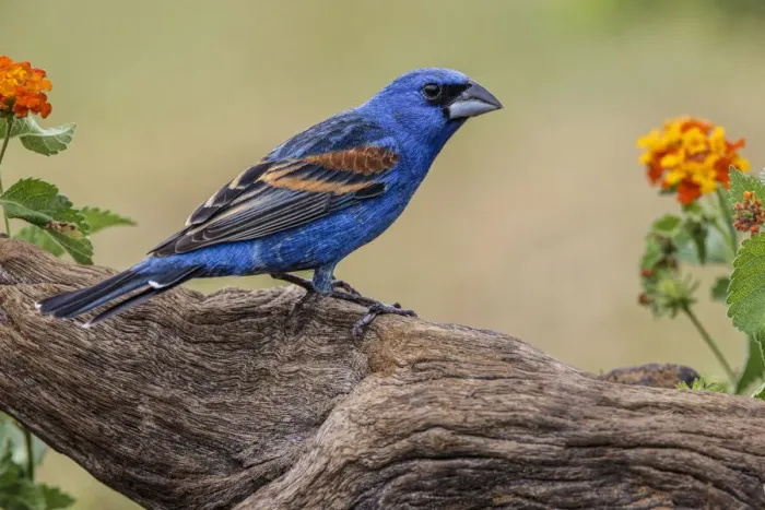 Framed Print : Blue grosbeak. Rio Grande Valley, Texas