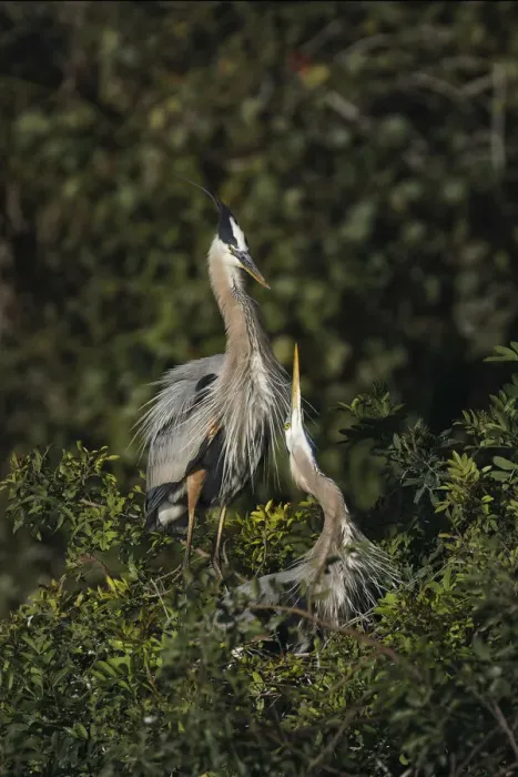 Framed Print : Blue Heron nest, Venice, Florida Framed Print : Blue Heron nest, Venice, Florida