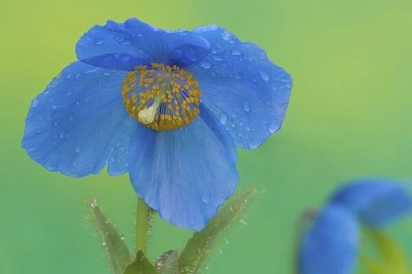 Blue Himalayan Poppy just after a rain in our garden Sammamish, Washington