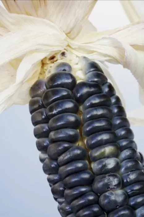 Framed Print : Blue Hopi corn (Zea mays) (MR)