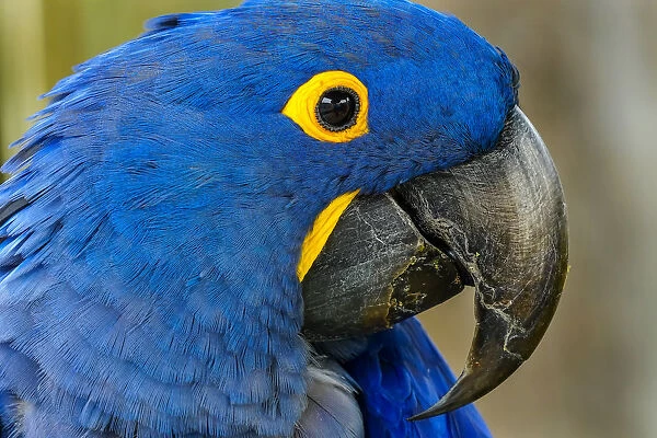 Blue Hyacinth Macaw, Anodorhynchus hyacinthinus