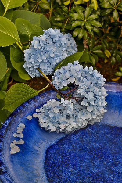 Blue hydrangea falling into blue bird bath, Sammamish, Washington State