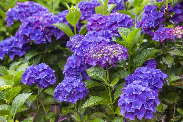 Blue hydrangea flowers in gardens of Cannon Beach, Oregon