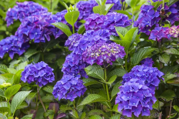 Framed Print : Blue hydrangea flowers in gardens of Cannon Beach, Oregon