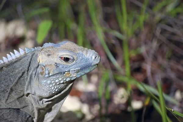 Blue Iguana Habitat at Queen Elizabeth II Botanic Park, Grand Cayman, Cayman Island