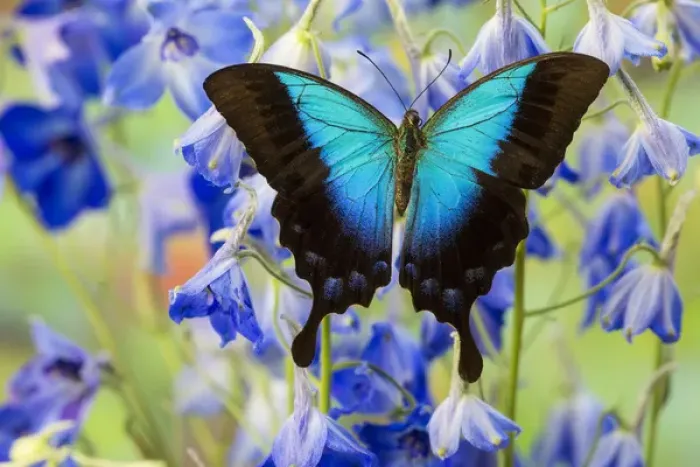 Framed Print : Blue Iridescence Swallowtail Butterfly, Papilio pericles Framed Print : Blue Iridescence Swallowtail Butterfly, Papilio pericles