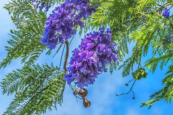 Blue Jacaranda flowers, Waikiki, Honolulu, Hawaii