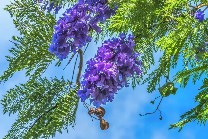 Framed Print : Blue Jacaranda flowers, Waikiki, Honolulu, Hawaii Framed Print : Blue Jacaranda flowers, Waikiki, Honolulu, Hawaii