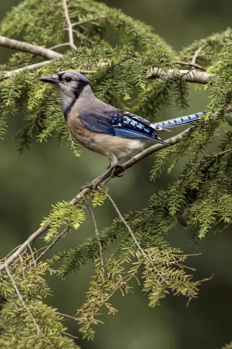 Framed Print : Blue jay Framed Print : Blue jay