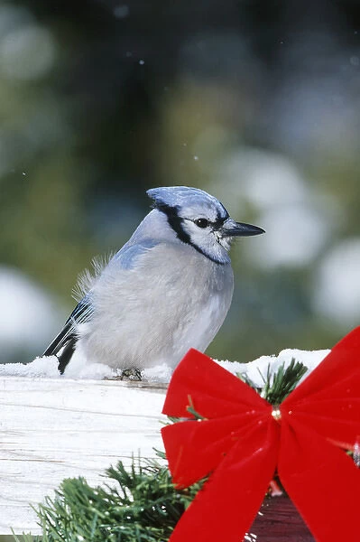 Blue Jay (Cyanocitta cristata) on fence with red bow in winter, Marion Co, Illinois